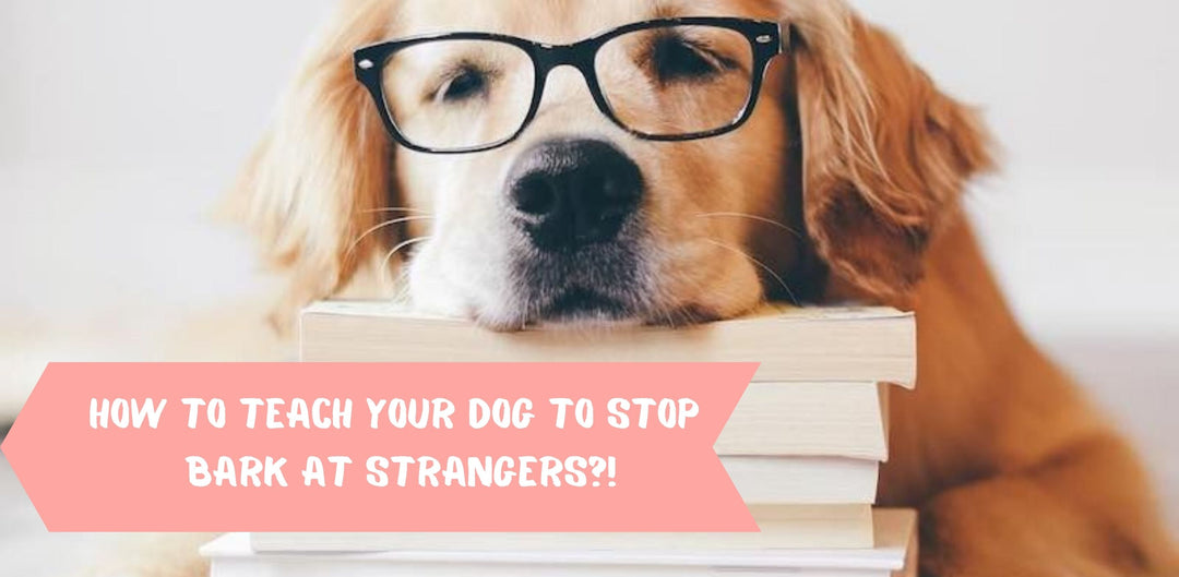 How to teach your dog to stop bark at strangers?