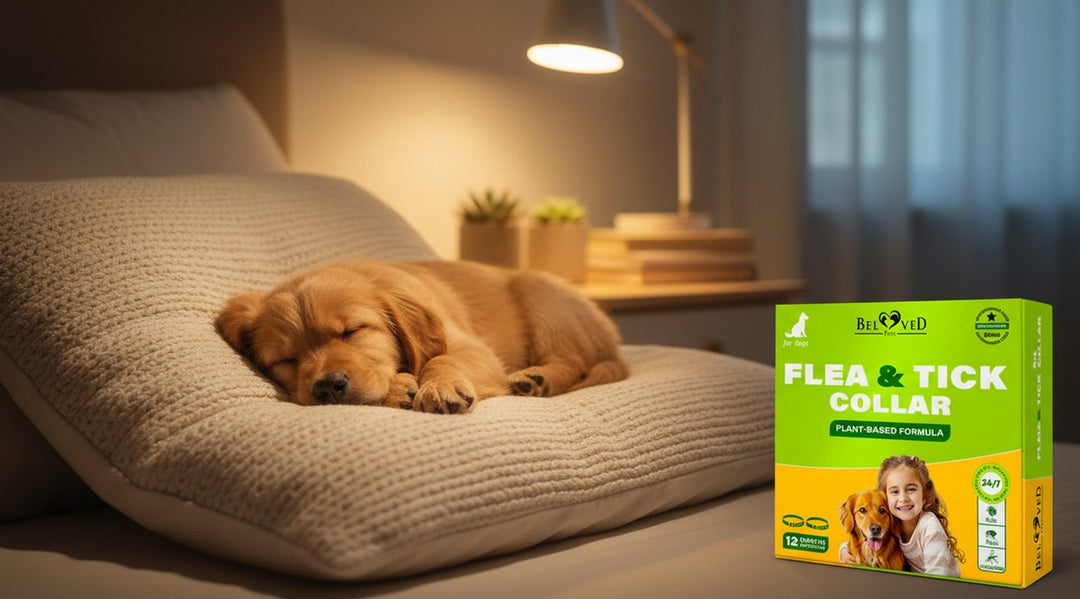 Give your pouty relax with flea an tick control from belovedpets