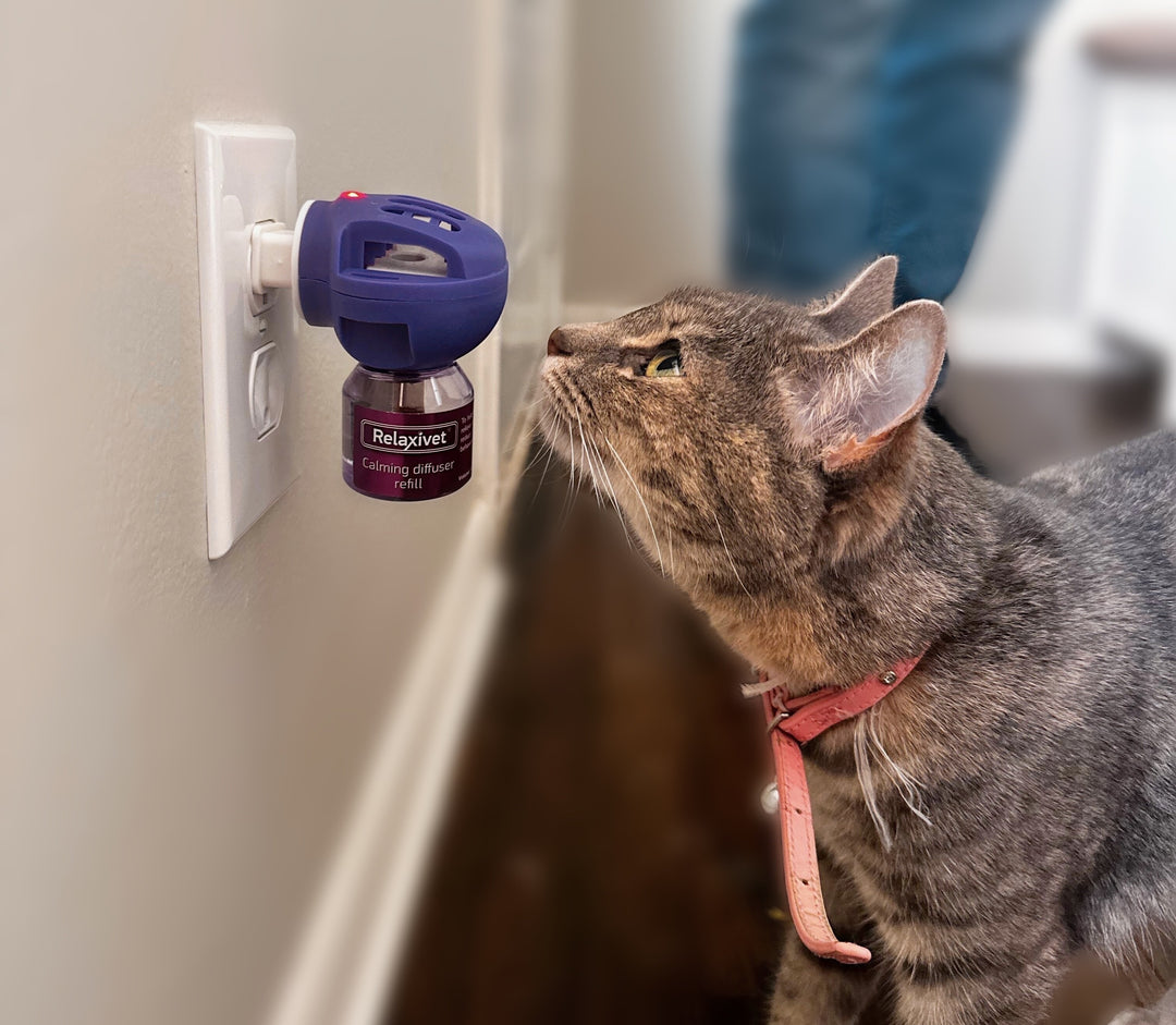 Calm Your Cat with Our Cat Calming Diffuser
