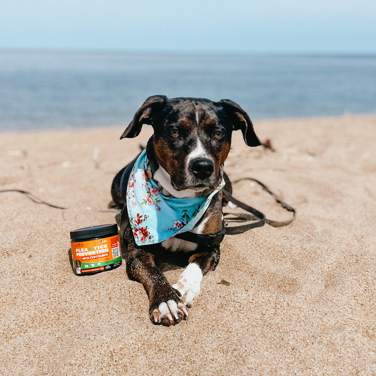 Top 5 Symptoms of Fleas and Ticks on Your Dog