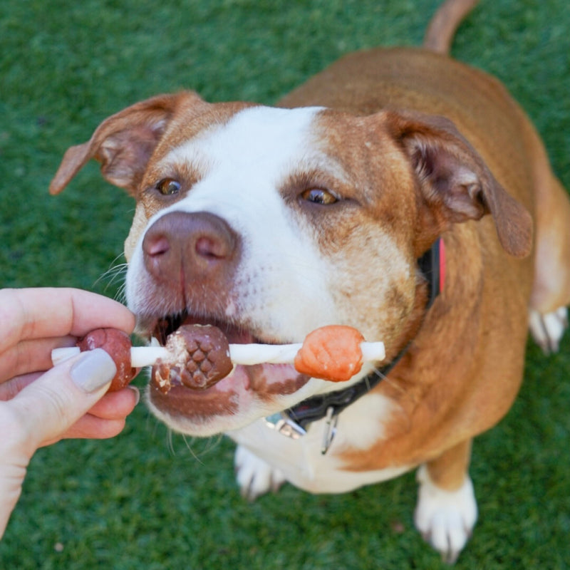 The Power of Protein: Benefits of Kabob Dog Treats for Your Furry Friend