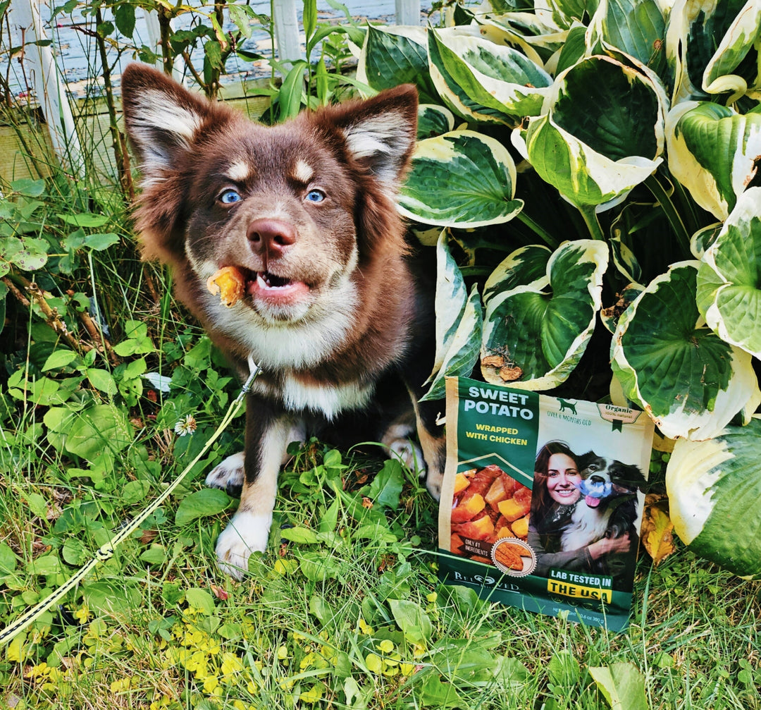 The Nutritional Benefits of Sweet Potatoes for Dogs