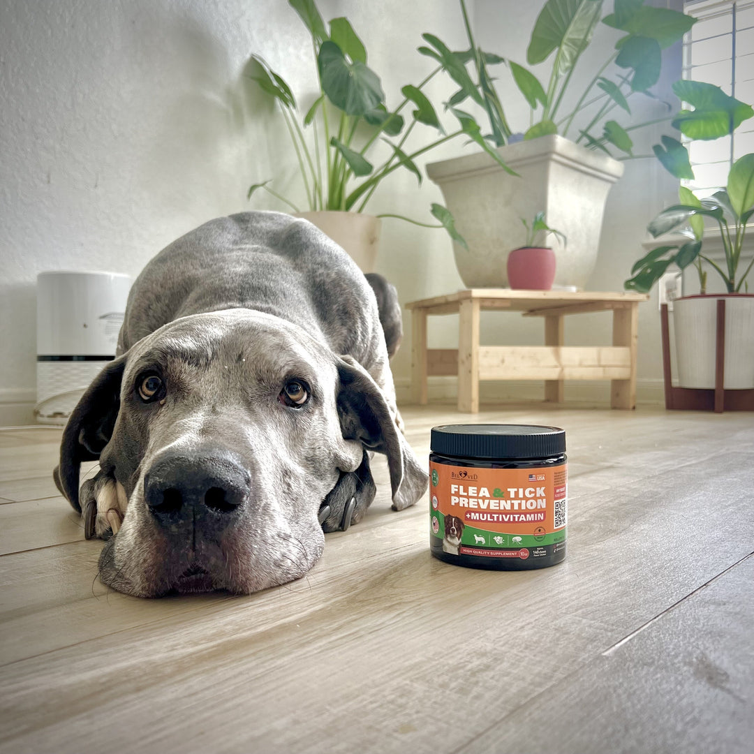 Healthy Inside and Out: The Combined Benefits of Flea and Tick Treats and Multivitamins