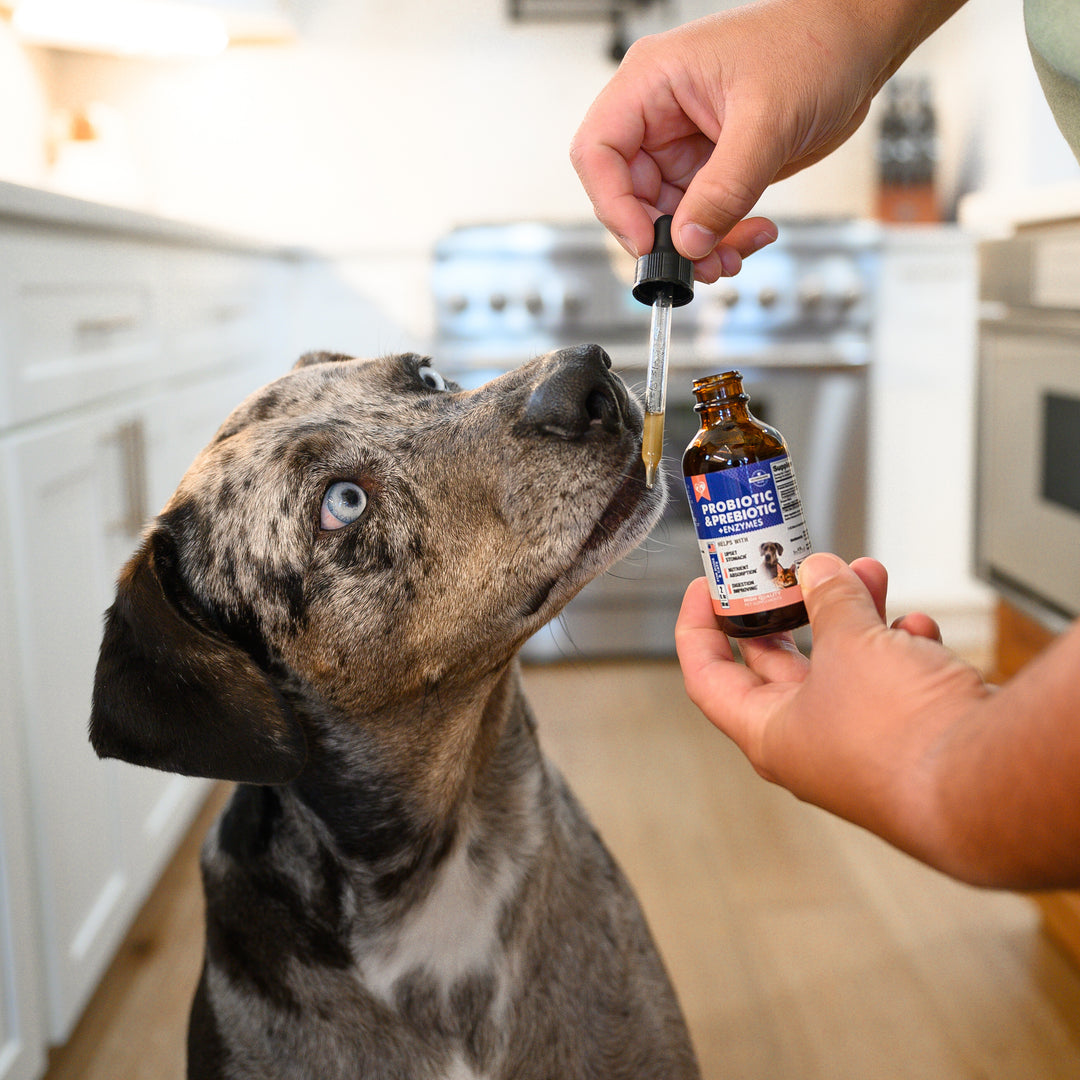 Top 5 Symptoms of Digestive Issues in Dogs and How to Use Our Liquid Probiotic with Enzymes