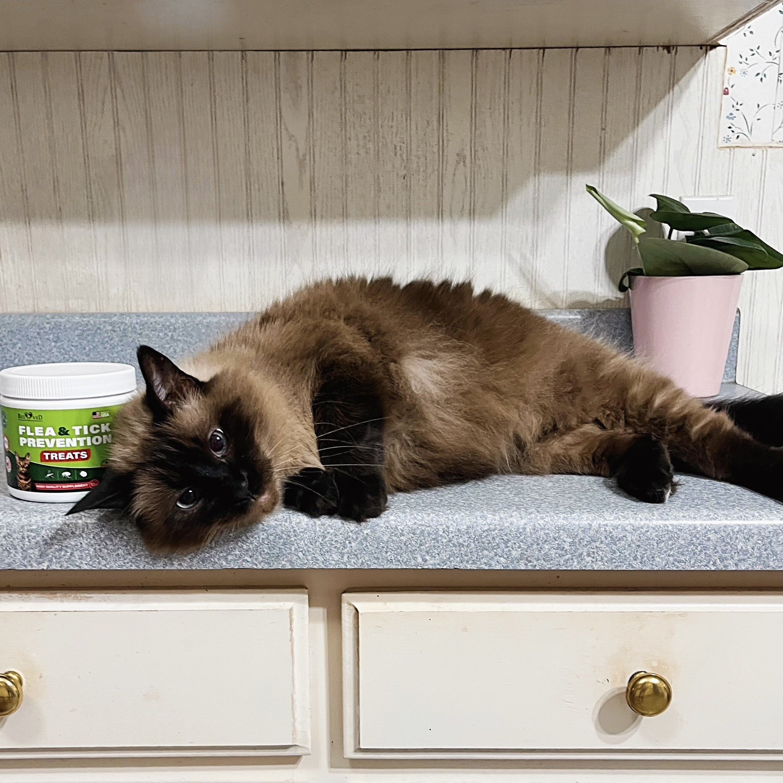 Why Cats Need Year-Round Flea and Tick Prevention? – Belovedpetsbrand