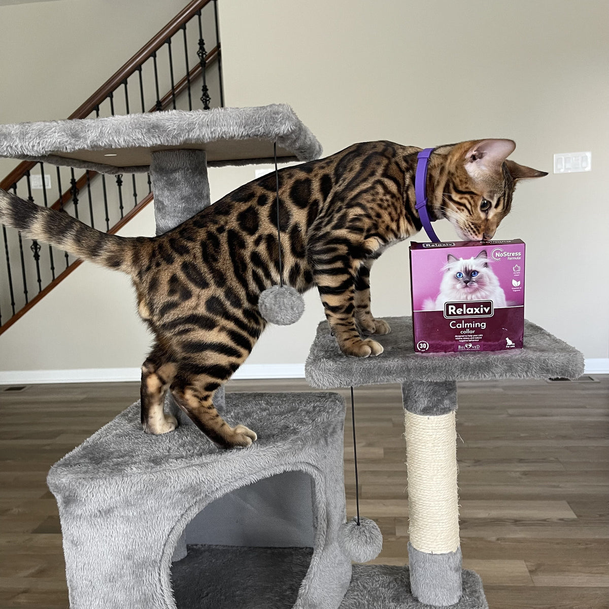 Why Are Cats Afraid of Fireworks? How Beloved Pets’ Calming Line Can Help