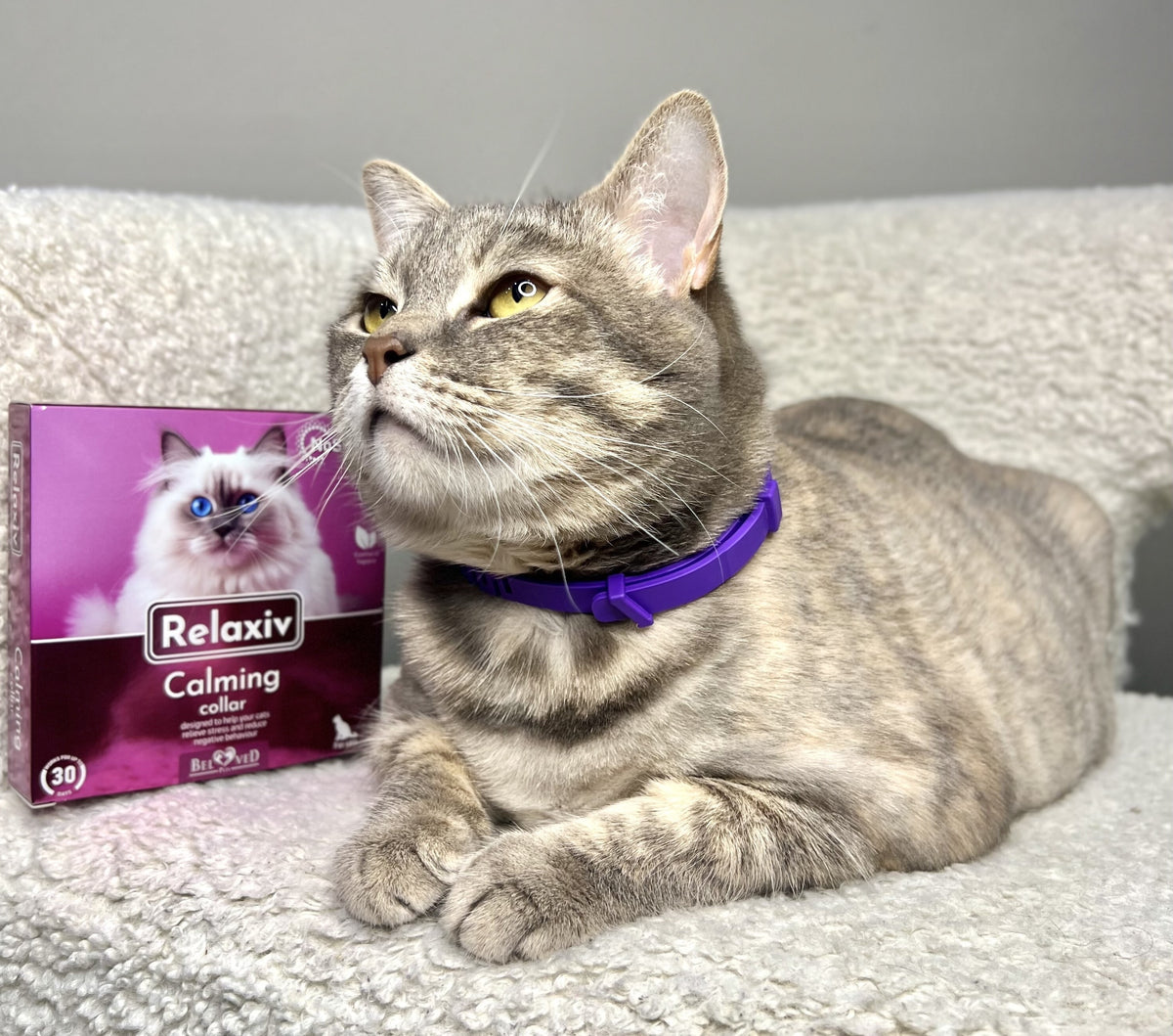 How the Beloved Pets Calming Collar Works to Ease Cat Anxiety