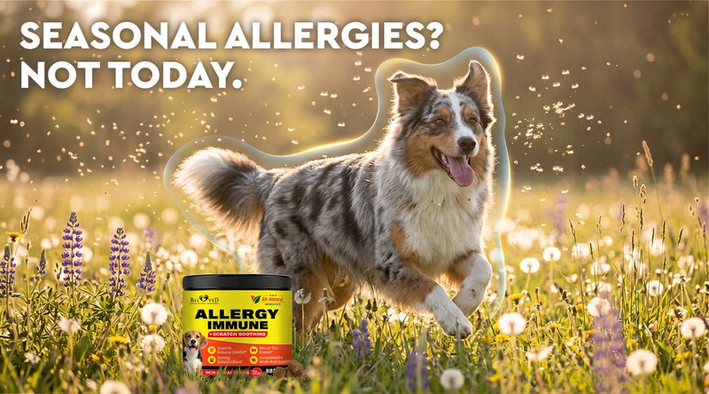 Australian shepherd running happily through a sunny wildflower meadow beside a Beloved Pets Allergy Immune chews tub