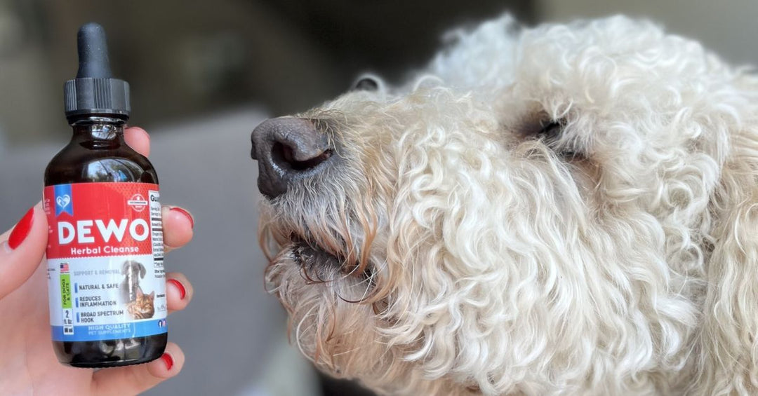 Understanding Short-Term vs. Ongoing Herbal Support for Pets