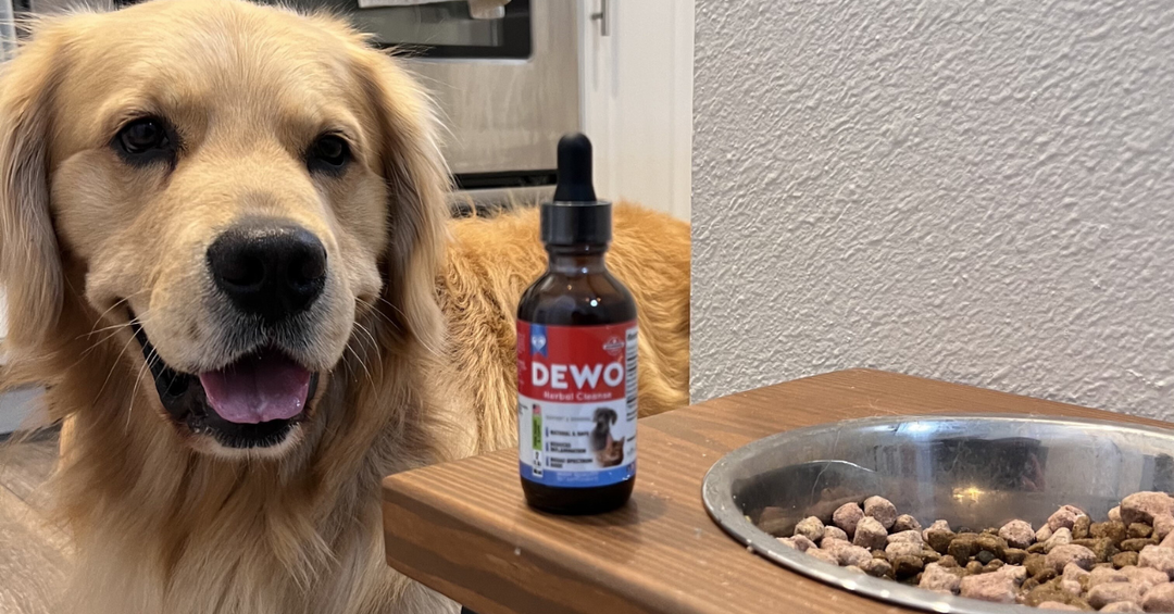 How Intestinal Balance Supports Overall Pet Vitality