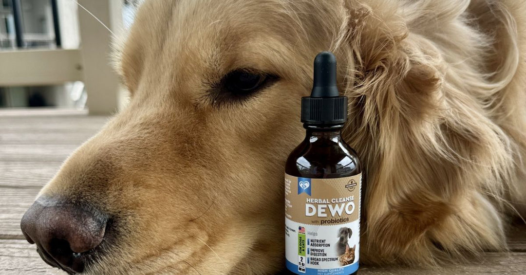 Possible Side Effects of DEWO with Probiotics: What to Watch For