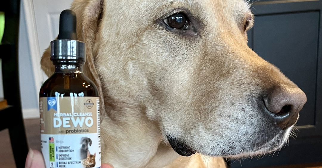 Choosing a Probiotic Formula Designed for Pets