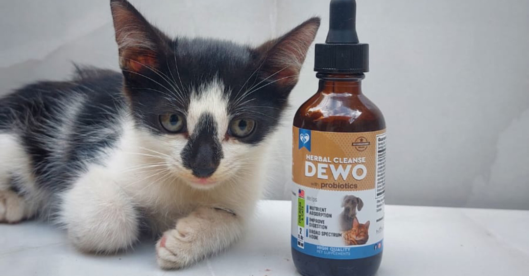 How Probiotic Supplements Support Pets as They Age