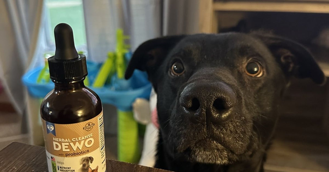 The Role of Probiotics in Maintaining Digestive Consistency