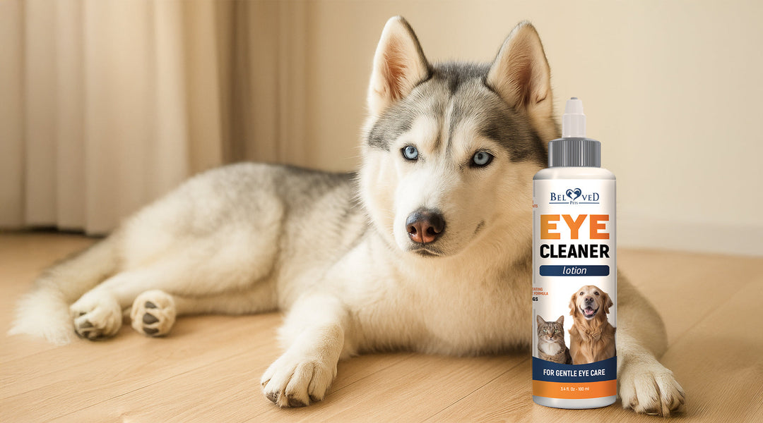 Top Breeds That Need Regular Eye Cleaning (and Why!)