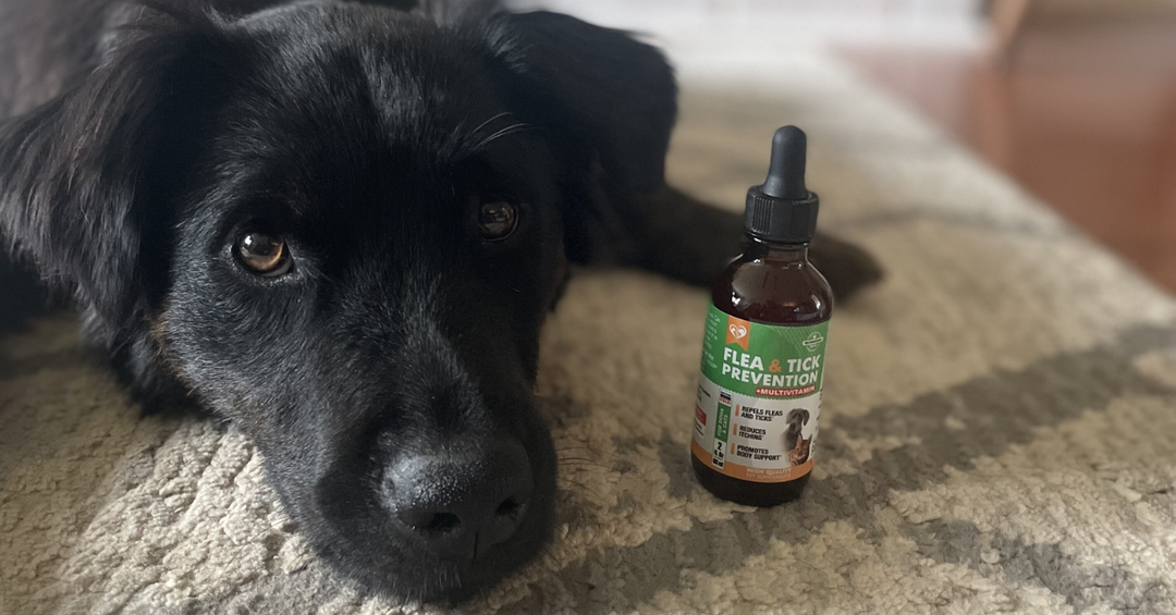 Daily Pest Prevention and Your Pet’s Long-Term Health