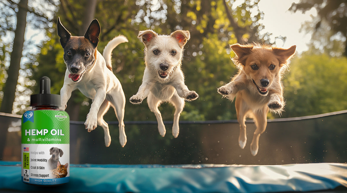 The Top 3 Benefits of Hemp Oil for Pet Health