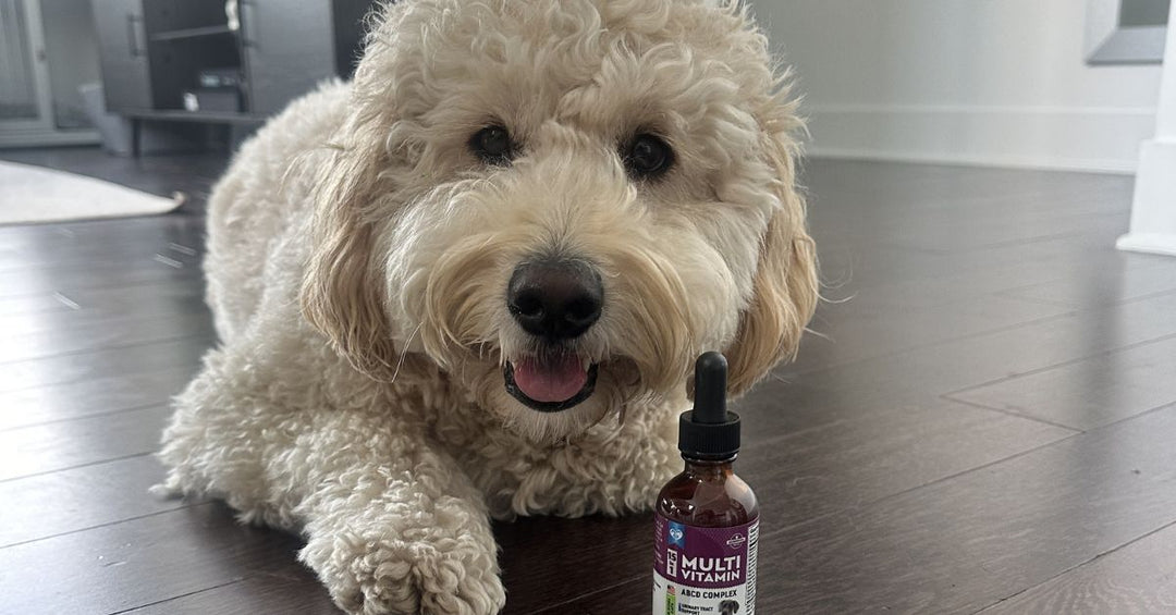 The Benefits of Glucosamine for Cats & Dogs: Keeping Joints Happy at Every Age