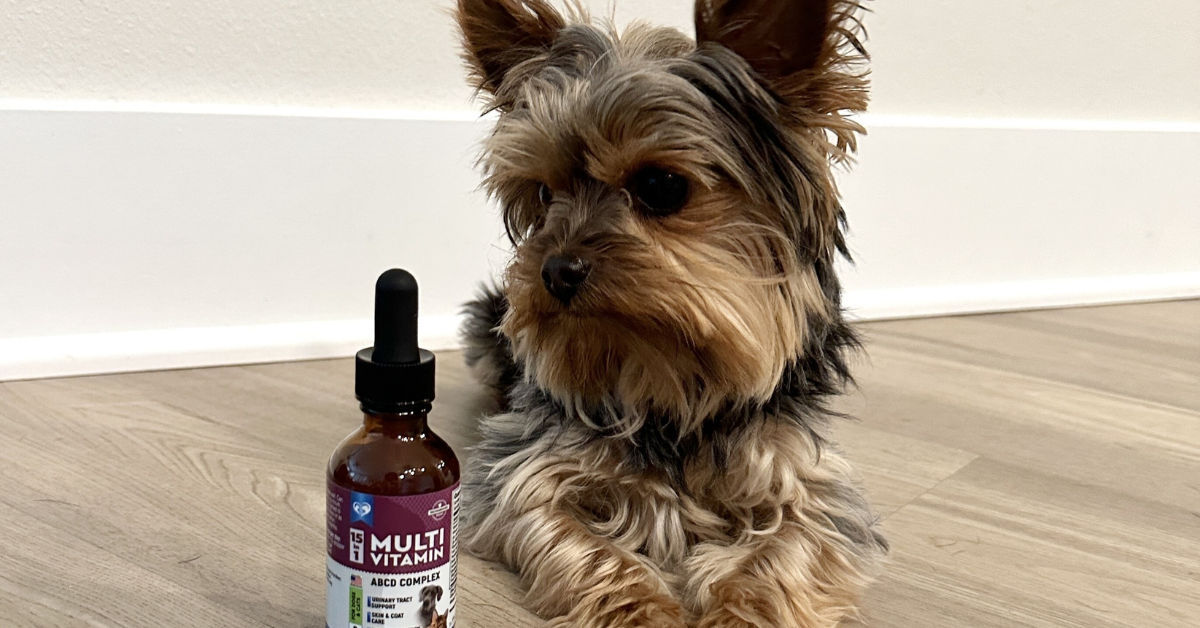 How Multivitamins Support Digestive Health in Pets