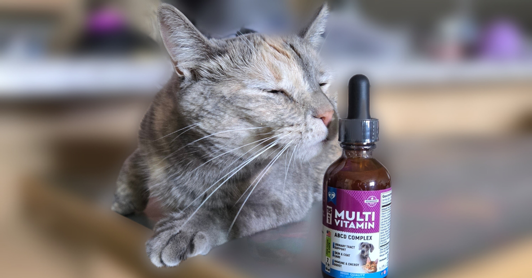 The Role of Antioxidants in Pet Health: Why Your Pet Needs Them Daily