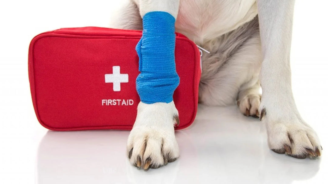 National Pet First Aid Month: Keep Your Pet Safe!