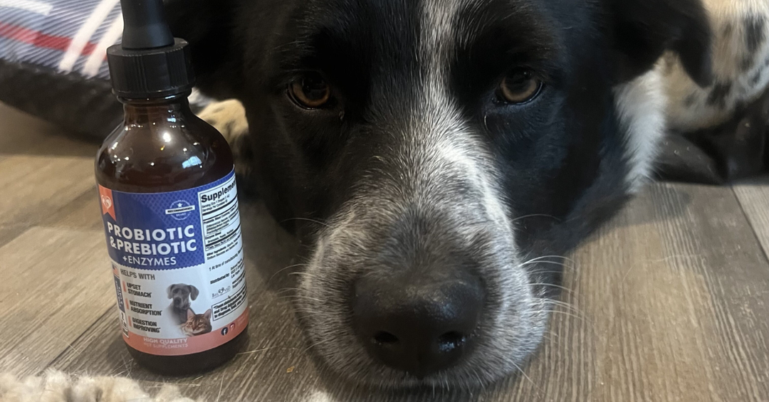 When Your Pet Can Benefit from Digestive Support Supplements