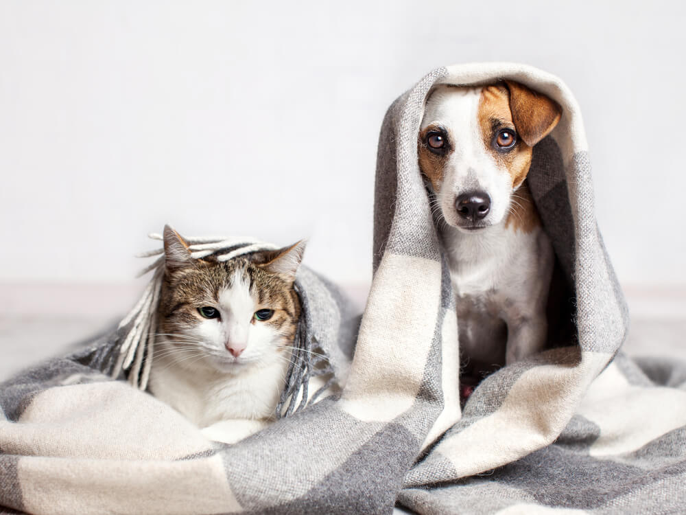 The Best Cat Breeds for Dogs