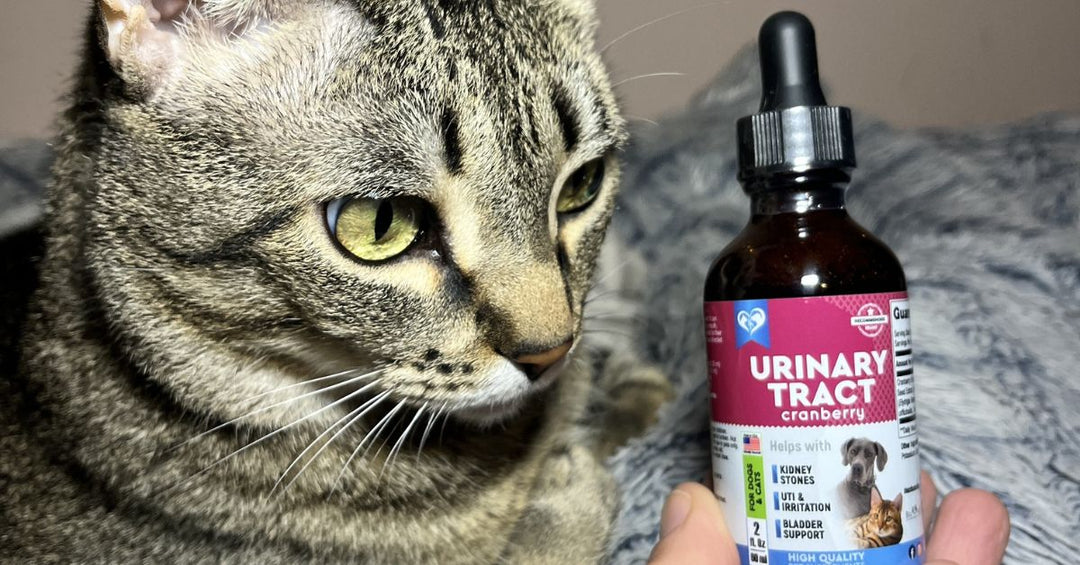 Preventing Urinary Issues Naturally: How to Use Our UTI Support Supplement for Long-Term Wellness