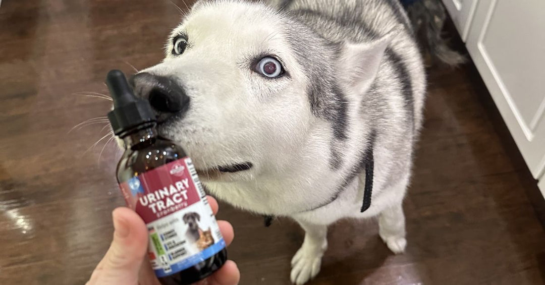 Can the UTI Support Supplement Be Used If My Pet Has Crystals or Stones?