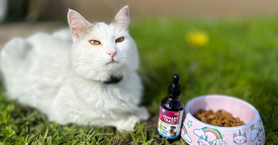 Why D-Mannose and Cranberry Extract Work So Well for UTI-Related Symptoms