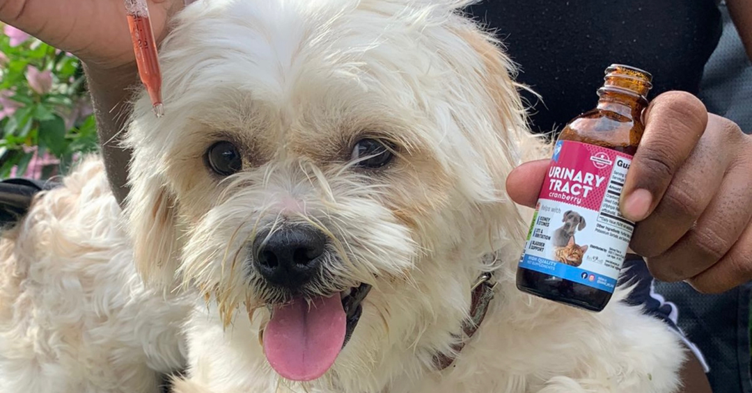 Why the Color of the Liquid Supplement May Vary Between Batches