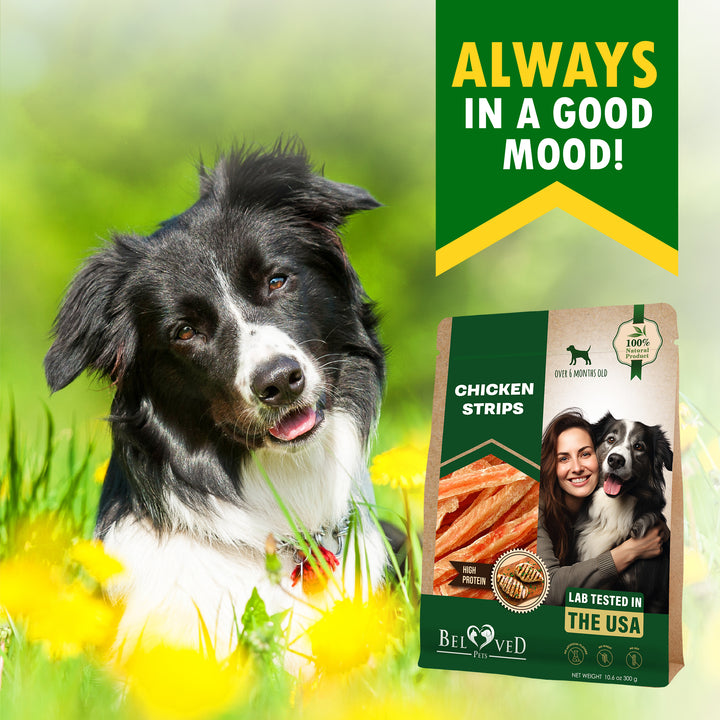 Chicken Jerky Strips Dog Treats - Human Grade Meat Sticks - Natural Pet Dried Snacks Rawhide - Free - Long Lasting Chews for Large & Small Dogs - Best for Training & Healthy Teeth