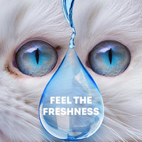 Cat & Dog Eye Wash Drops for cats and dogs — Beloved Pets, photo 7 — photo 7