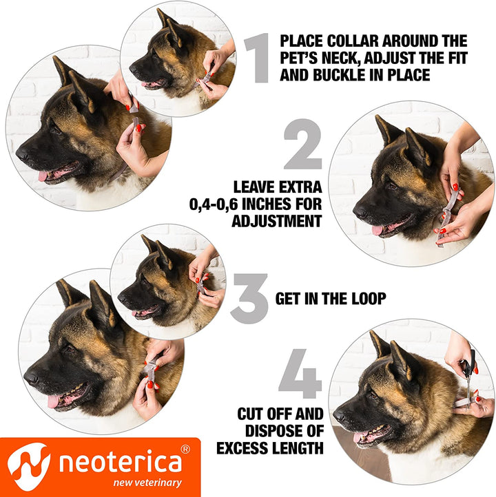 Rolf Club Flea & Worm Collar for Dogs - Flea Control and Tick Treatment - Better Than Oral Flea Control - Dog Dewormer - Dog Worm Treatment for Tapeworms - Belovedpetsbrand