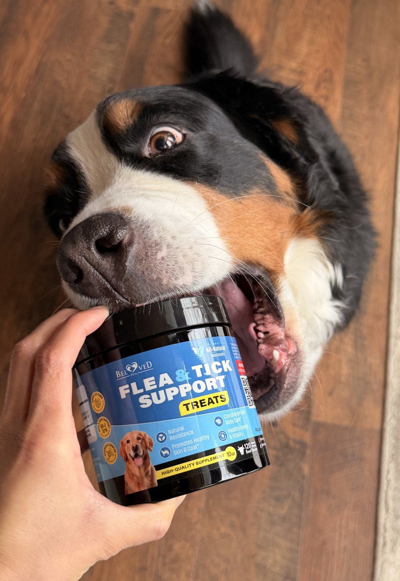 Bernese mountain dog reaching for Beloved Pets Flea & Tick Support treats
