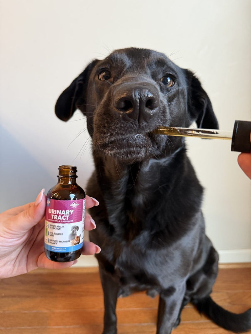Dog with urinary tract drops