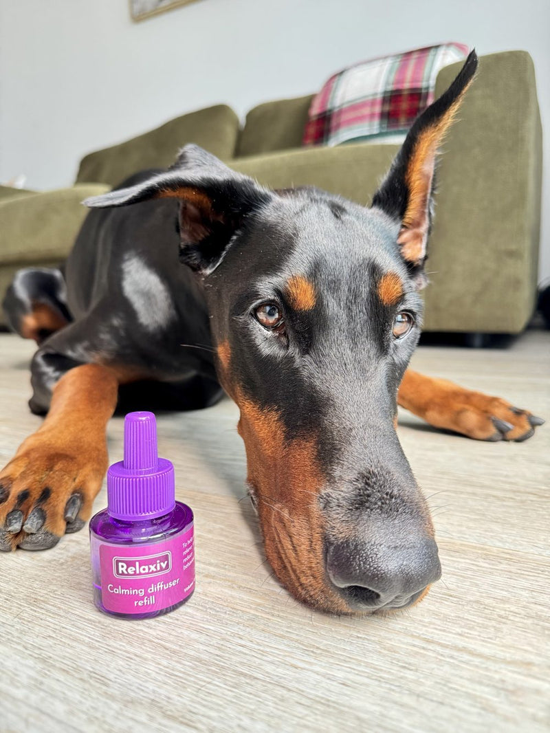 Dog with calming drops